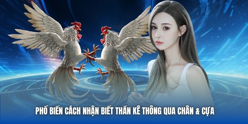 Phổ biến cách nhận biết thần kê thông qua chân & cựa