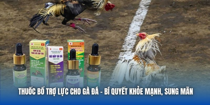 Thuốc Bổ Trợ Lực Cho Gà Đá - Bí Quyết Khỏe Mạnh, Sung Mãn